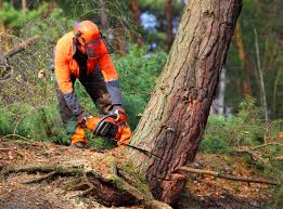 Best Tree Mulching  in Palo, IA