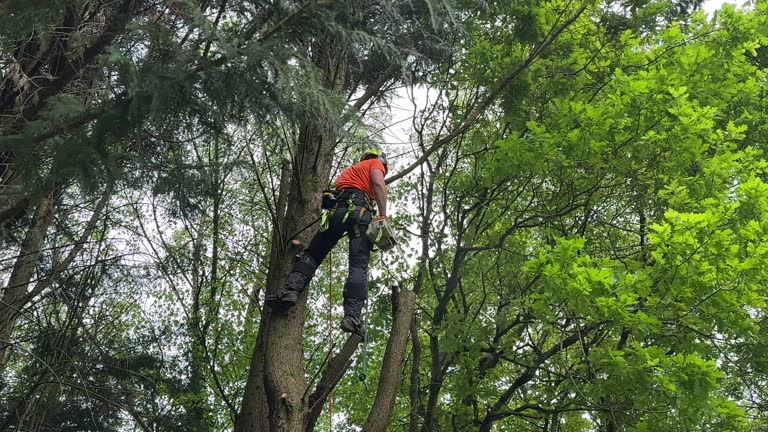 Best Tree Preservation Services  in Palo, IA